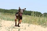 BEAUCERON - PUPPIES 066